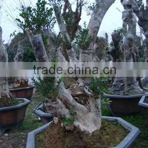 Lagerstroemia Indica L. Bonsai thumbnail-4