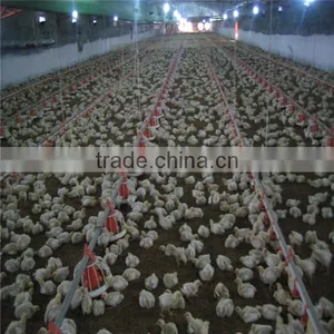Chicken House Broiler Rearing Equipment thumbnail-5