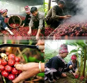 Vietnam Dried Style BLACK CARDAMOM Exporter thumbnail-6