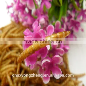 2.8 cm Microwave Dried Canary Brid Food Mealworms thumbnail-2