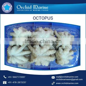 100% Best Quality Frozen Octopus at Lowest Market Price thumbnail-1