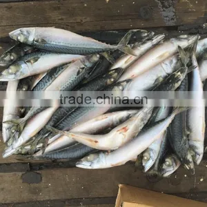 SeaFrozen Pacific Mackerel 2016 NEW SCOMBER JAPONICUS 200-300g thumbnail-4