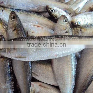 Frozen Sardine(sardinella Longiceps) thumbnail-2
