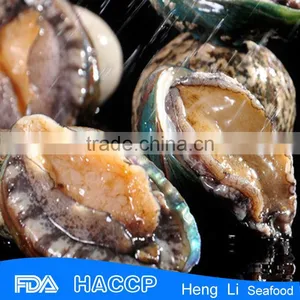Fresh Frozen Green Abalone thumbnail-1