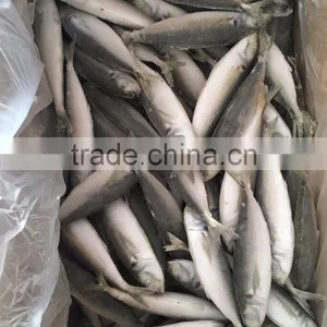 IQF Light Caught Frozen Round Scad Frozen Horse Mackerel thumbnail-3