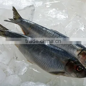 Frozen Herring Fish Fillet thumbnail-1