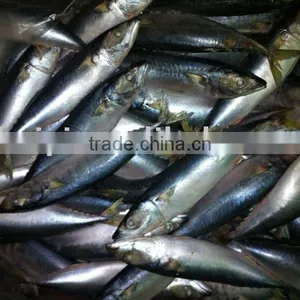 7-8 Frozen Mackerel thumbnail-1