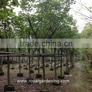 Hibiscus Tiliaceus Trees thumbnail-1