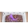 Chestnut thumbnail-1