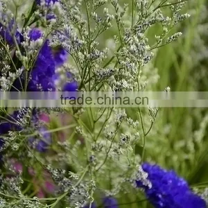 Special Unique Cut Flower Limonium thumbnail-5