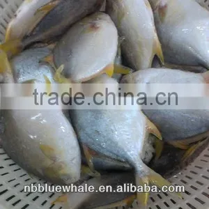 Chinese Pomfret 300-500G 400-600G Frozen Pomfret Fish thumbnail-1