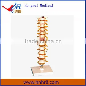 High Quality Cervical Vertebra Medical Skeleton Model thumbnail-1
