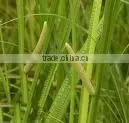 Calamus Oil Natural thumbnail-1