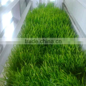 Bean /Wheat/Barley Seedling Machine/Animal Fodder Machine thumbnail-3