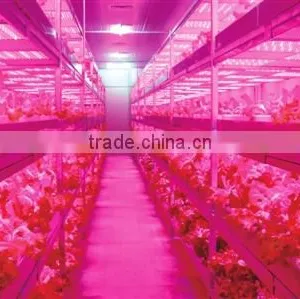 XQD Shenzhen Solar Power 3gp King 12W Led Grow Light thumbnail-3