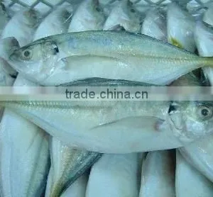 Frozen Yellowtail Scad Whole Round thumbnail-1