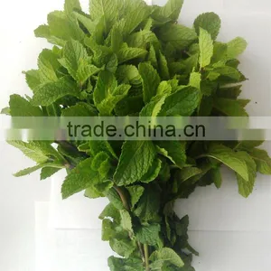 Fresh Mint thumbnail-1