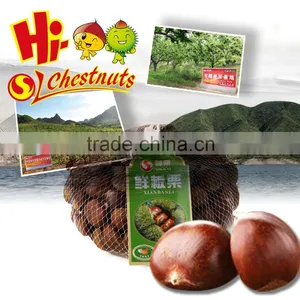 Fresh Chestnut for Sale thumbnail-1