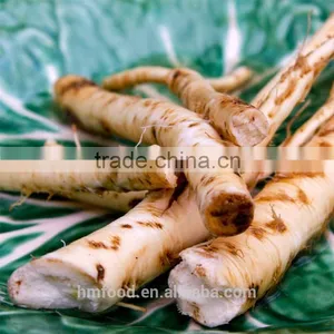 Good Quality Fresh Horseradish thumbnail-3