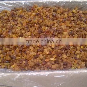 INDIAN MALAYAR RAISIN BEST RATE thumbnail-4