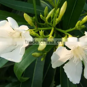 Blooming Nerium Indicum Milli of Outdoor Landscaping Foliage Decorative Ornamental Plants thumbnail-3