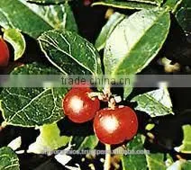 Wintergreen Oil thumbnail-1
