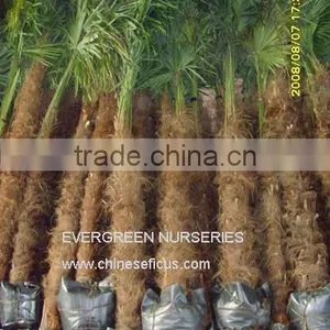 Trachycarpus Fortunei thumbnail-1