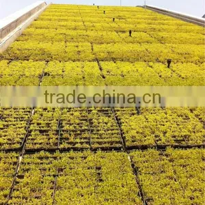 SOL 2015 Good-quality Plastic PP Rooftop Planter thumbnail-2