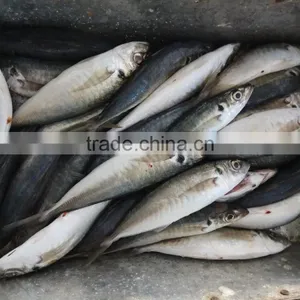 FROZEN SARDINE SEAFOOD FOR SALE thumbnail-4