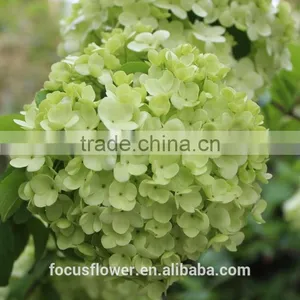 Multi Colors A Grade Cut Fresh Hydrangea Fresh Flower From Yunnan thumbnail-1