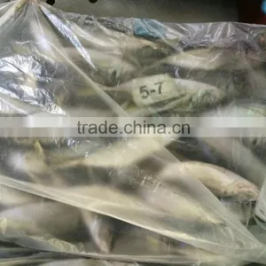 Landding Frozen Horse Mackerels for Bait thumbnail-2
