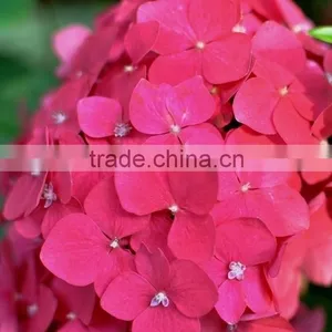 Super Quality Hot Sell Classical Orange Brown Hydrangea thumbnail-5