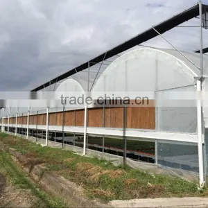 Auto Forever Flowering Greenhouse thumbnail-4