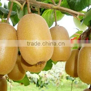 Leader Low Price Kiwi Fruit Washing and Peeler Machine thumbnail-5