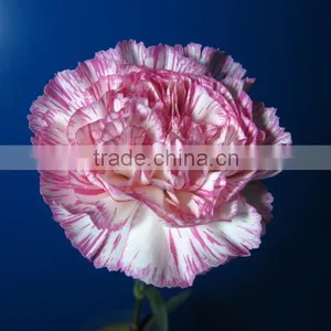 China Crazy Selling Fresh Cut Carnation Flower for Wholesale thumbnail-1