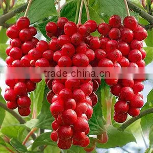 5% Schisandrin Schisandra Chinensis Extract Powder With ISO Kosher Certificate thumbnail-1