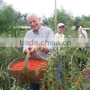Good Quality Gojiberry in Good Price thumbnail-4