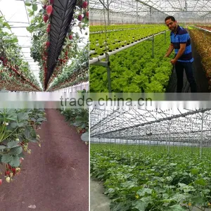 Effective Greenhouse Technologies for Hydroponic Growing Systems thumbnail-1