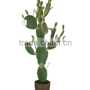 Artificial Cactus 1436 thumbnail-1