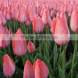 2016 High Quality Tulips, Fresh Cut Tulips Same Quality Like Holland From China thumbnail-5