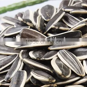 363 Sunflower Seeds From Inner Mongolia thumbnail-1
