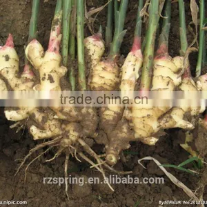 Wholesale Chinese Spicy Mature Fresh Ginger thumbnail-2