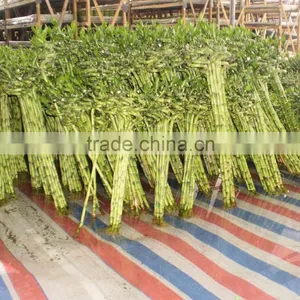 60cm Spiral Lucky Bamboo Air Bonsai Tree Dracaena Sanderiana Indoor Ornamental Water Aquatic Plants Garden Decoration thumbnail-1