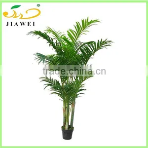 Wholesale Phoenix Palm Trees thumbnail-1