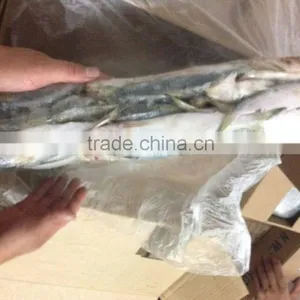 Frozen Sardine Fish for Tuna Bait thumbnail-3