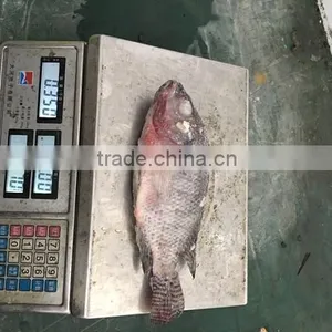 Frozen Good Black Tilapia 500-800g thumbnail-6