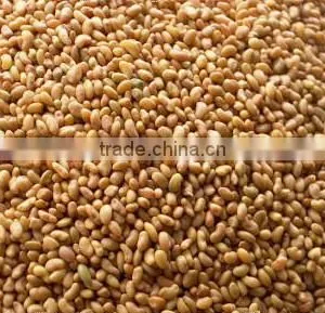 Alfalfa Seed thumbnail-1