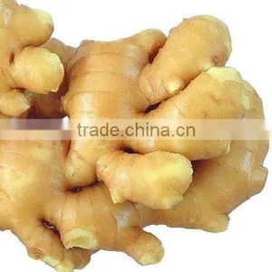 Chinese Young Ginger 2012 thumbnail-1