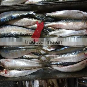 Fresh Sardine for Bait on Sale thumbnail-3