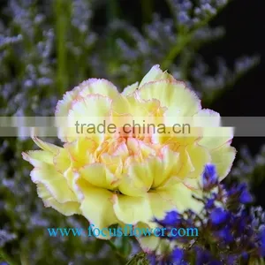 High Quality Fresh Cut Carnations Flower Rela Carnation Holiday Appliances thumbnail-6